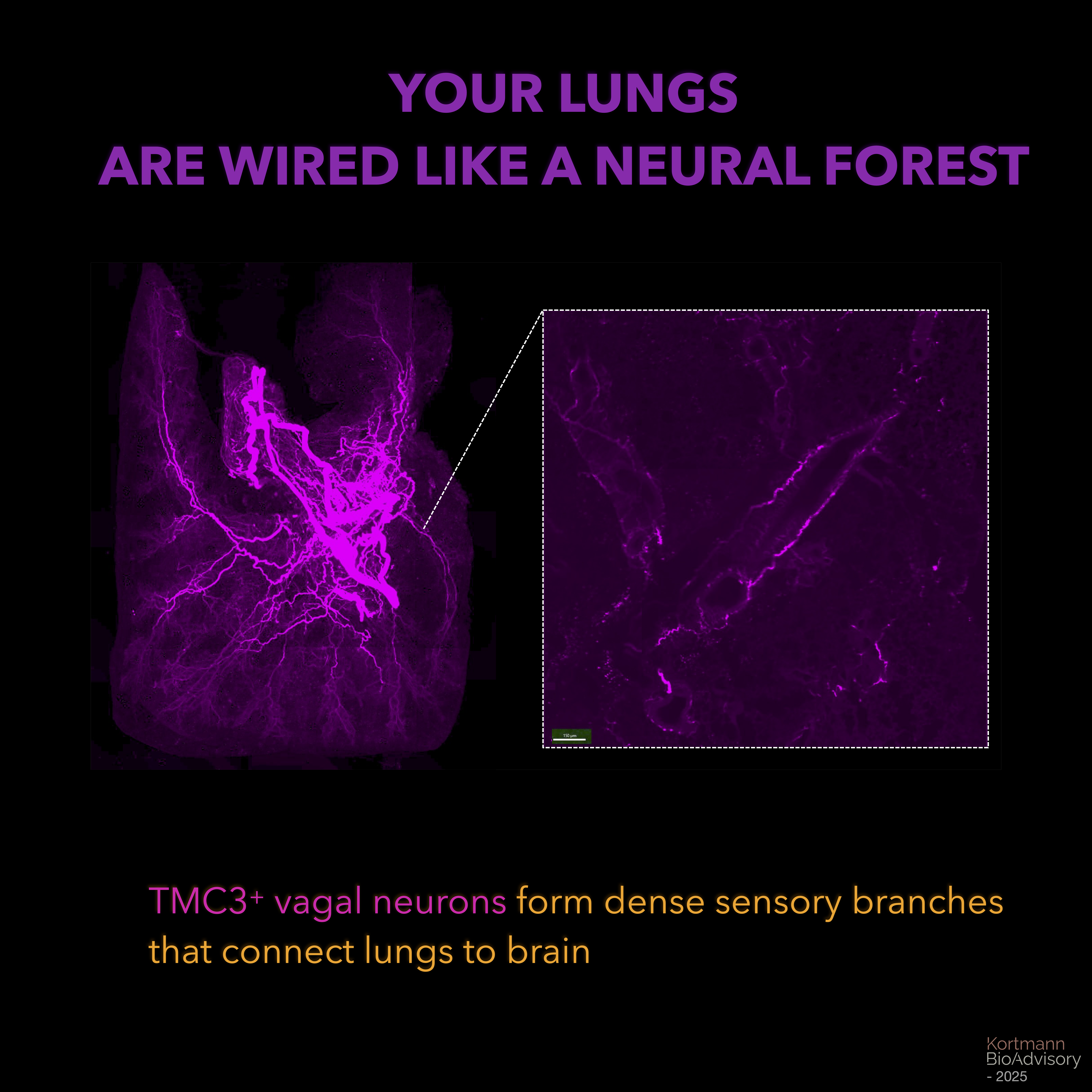 Organ-targeted neuromodulation figure